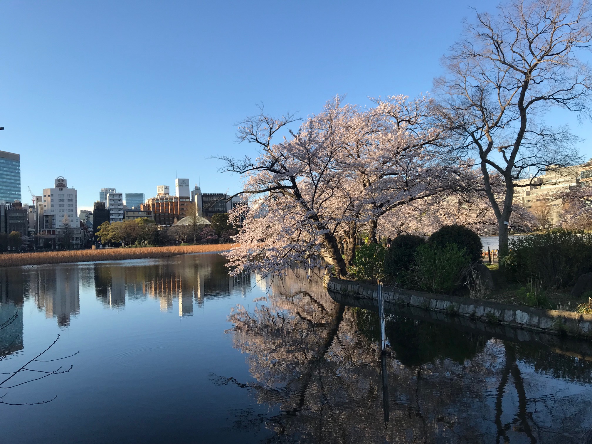 桜（平成31年）